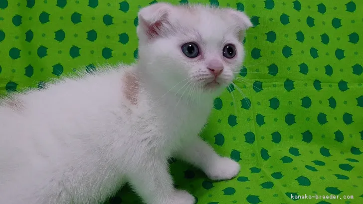 ID：1704-00777の子猫