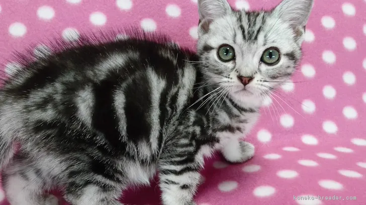 ID：1612-00704の子猫