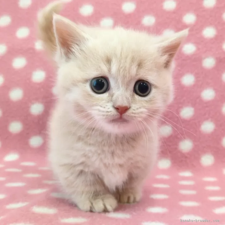 ID：2412-01036の子猫