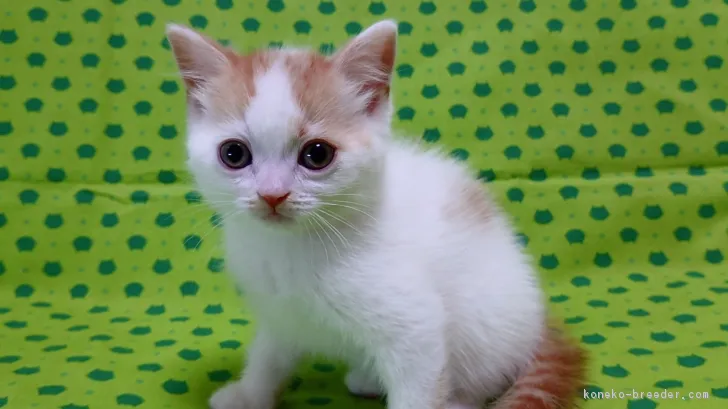 ID：1812-00107の子猫