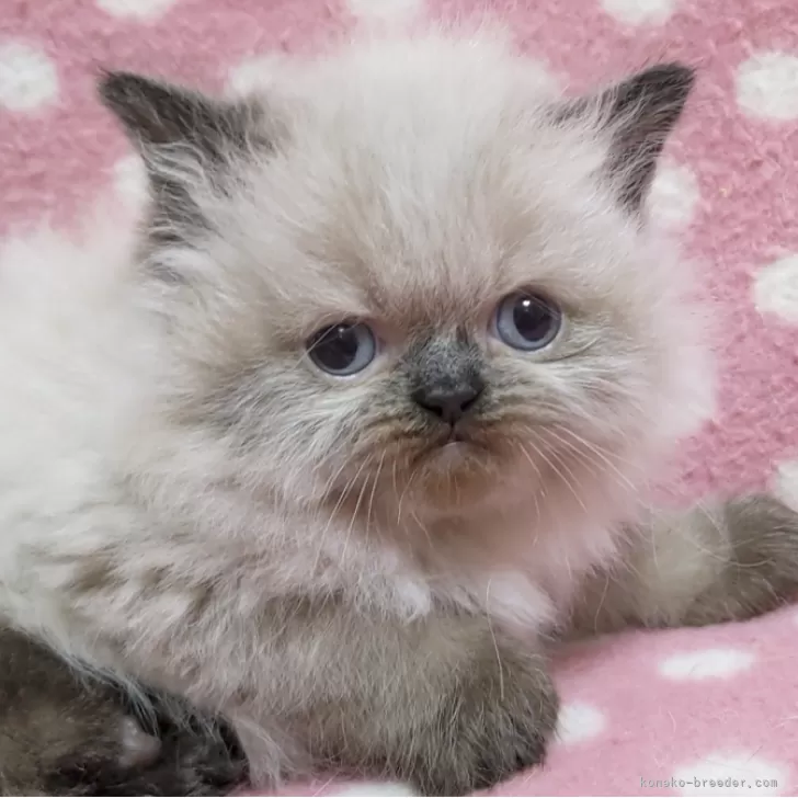 ID：2312-02483の子猫