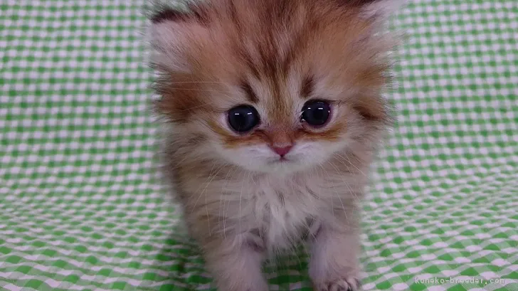 ID：1612-00850の子猫