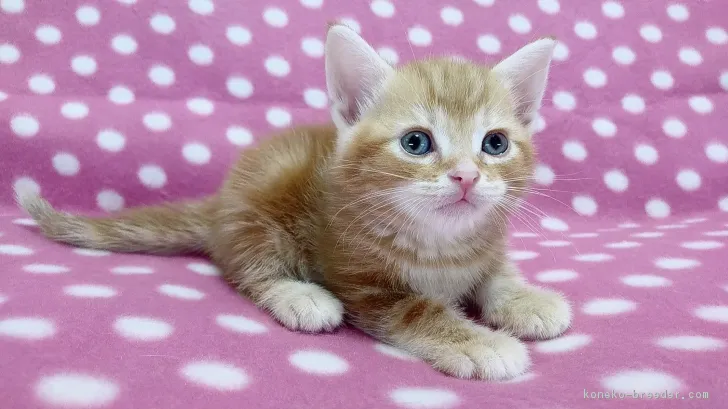ID：1707-00202の子猫