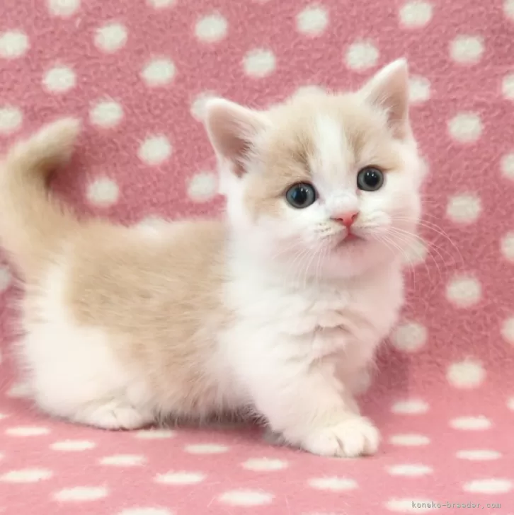 ID：2412-01033の子猫