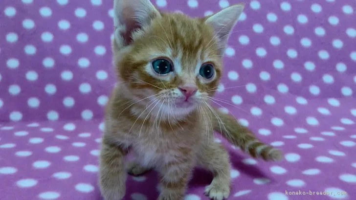 ID:1703-00920の子猫