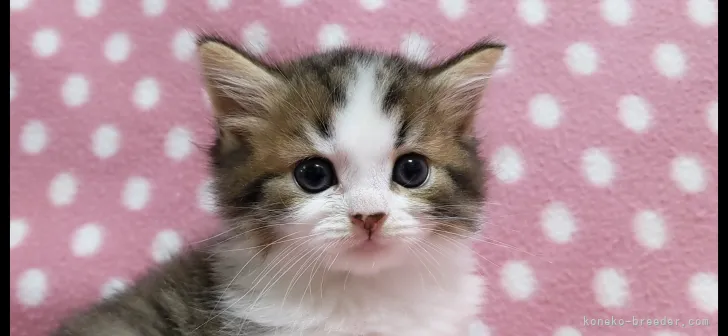 ID:2109-01262の子猫