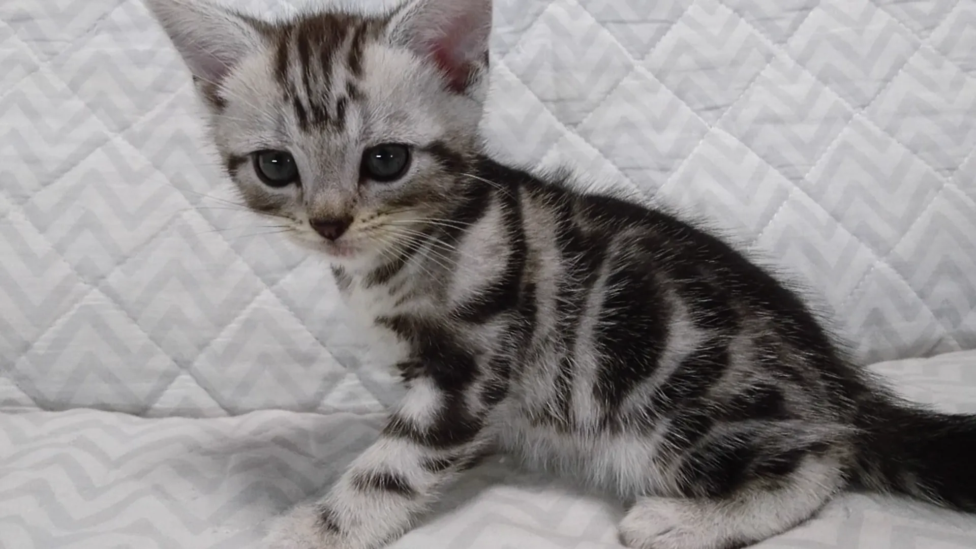 ID:1611-00226の子猫