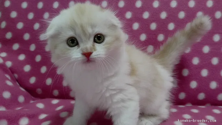 ID:1704-00027の子猫