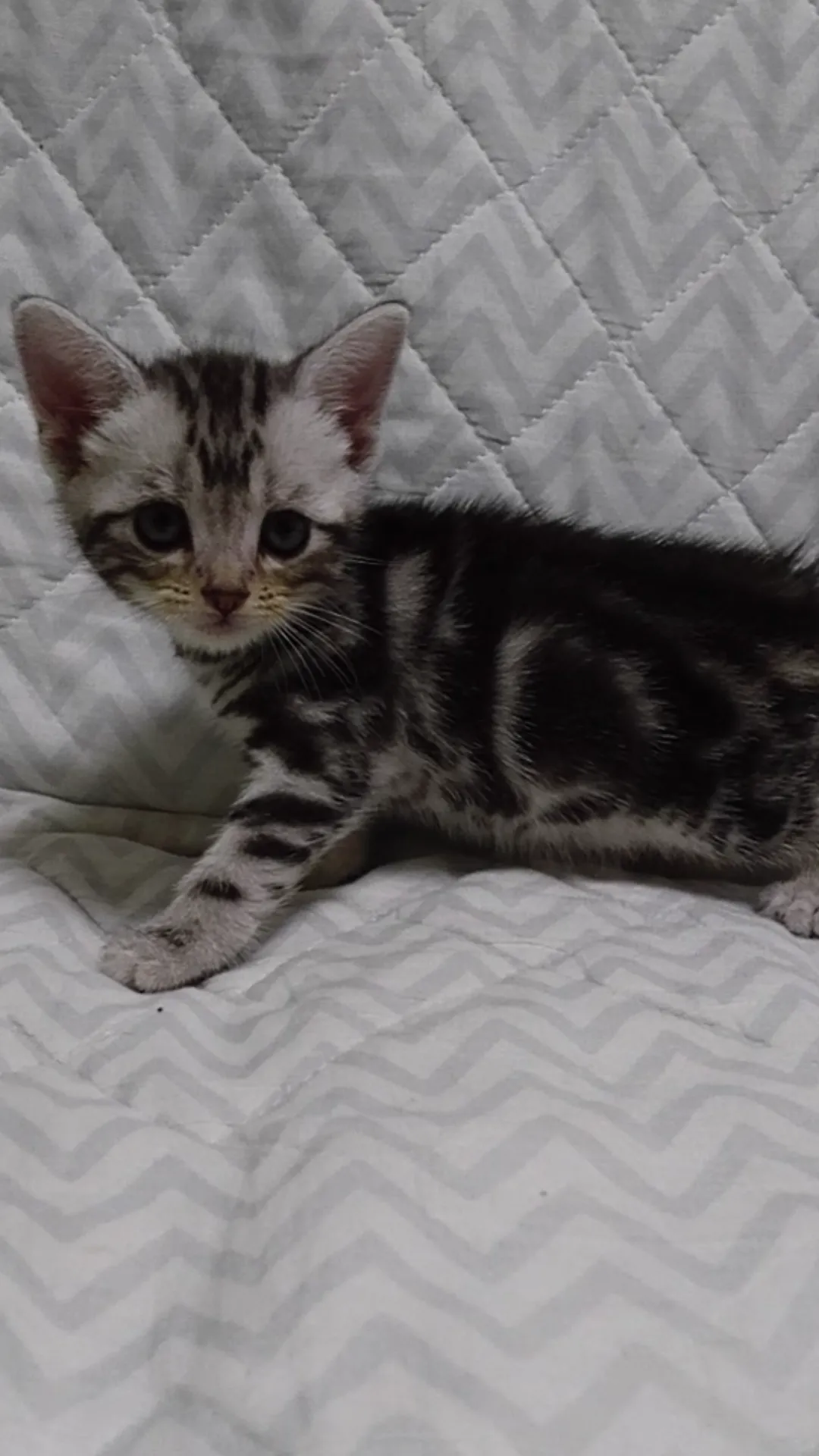 ID:1610-00547の子猫