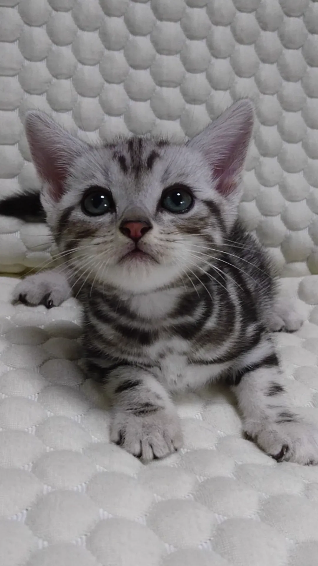 ID：1610-00545の子猫