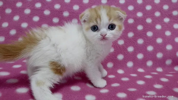 ID:1711-00280の子猫