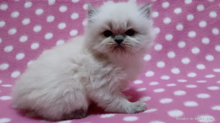 ID:2003-00494の子猫