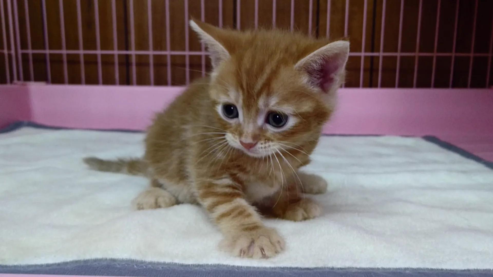 ID:1611-00339の子猫