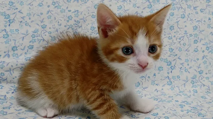 ID：1705-00348の子猫