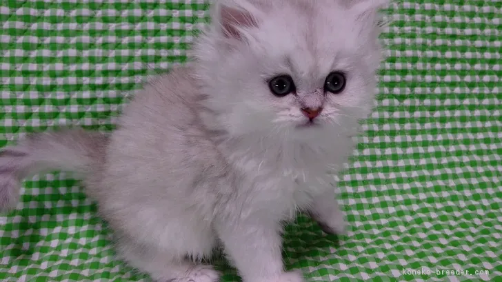 ID:1612-00849の子猫