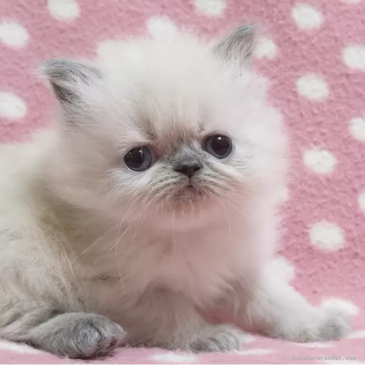ID：2312-02480の子猫
