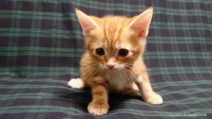ID:1702-00394の子猫