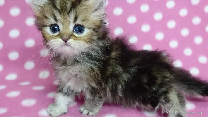 ID：1612-00544の子猫