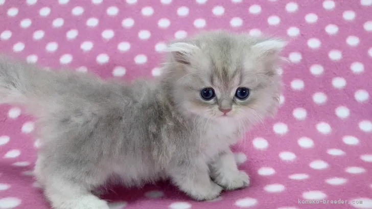 ID：1707-00576の子猫