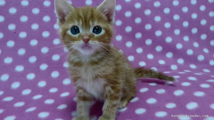 ID:1703-00926の子猫