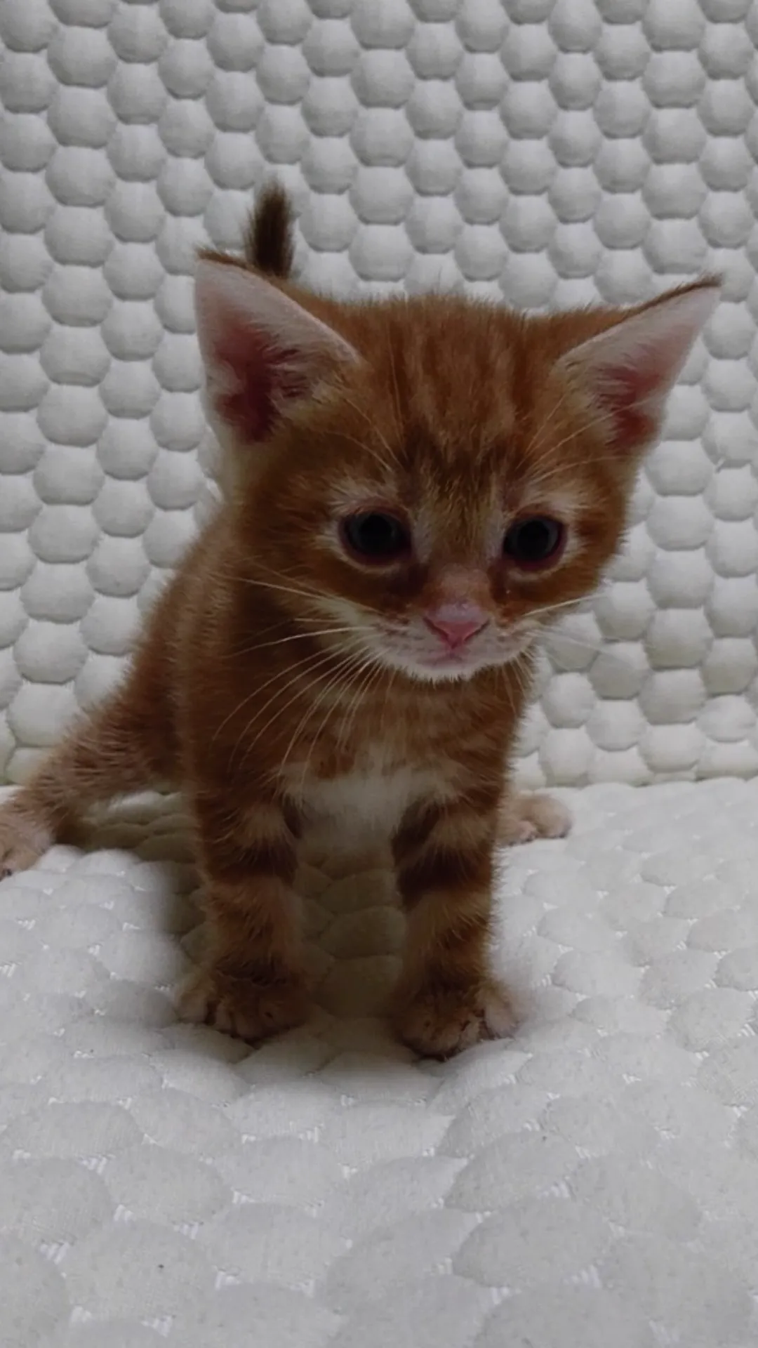 ID:1610-00381の子猫