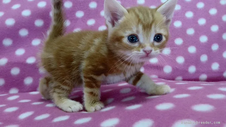 ID:1702-00391の子猫