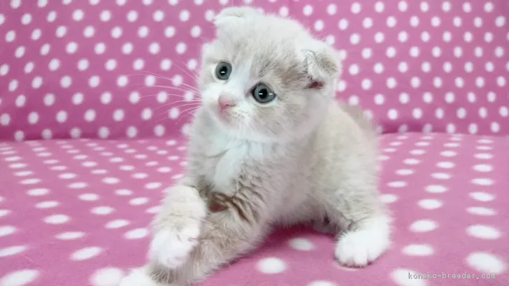 ID：1705-01254の子猫