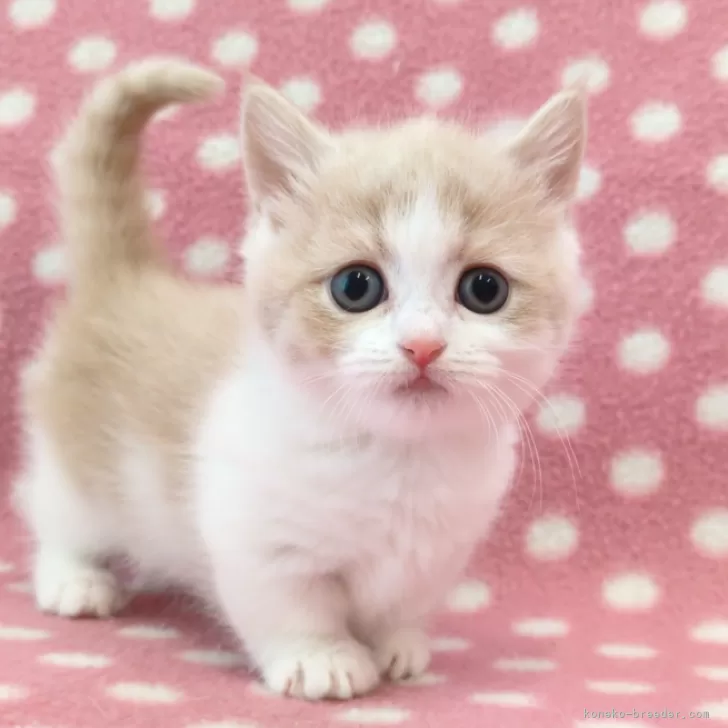 D 様のお迎えした子猫