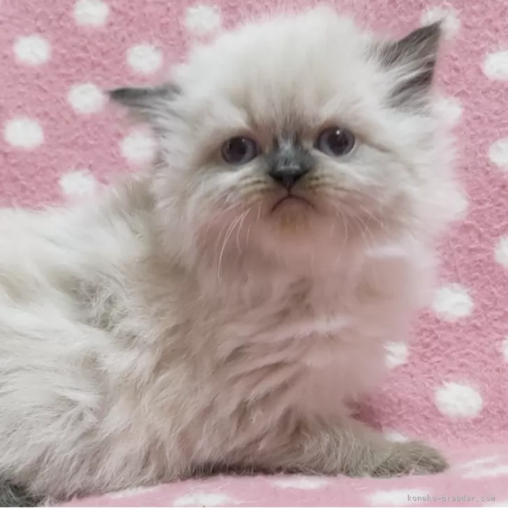 ID：2312-02481の子猫