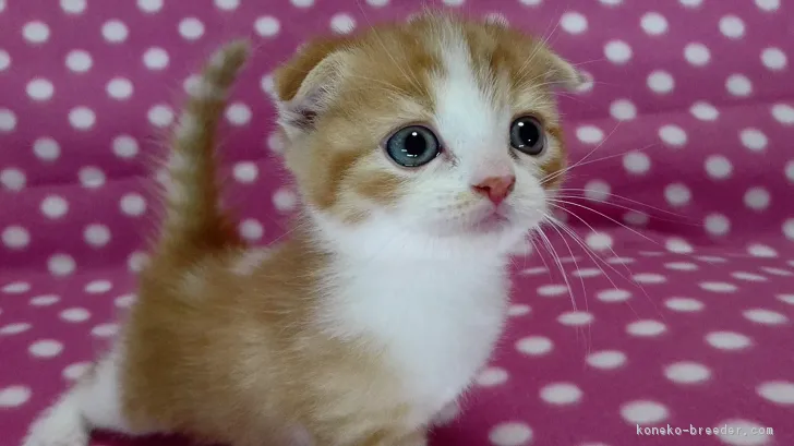 ID：1612-00612の子猫