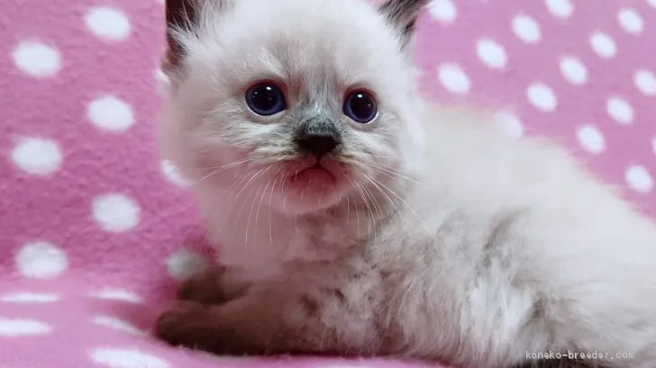 ID：1911-00950の子猫