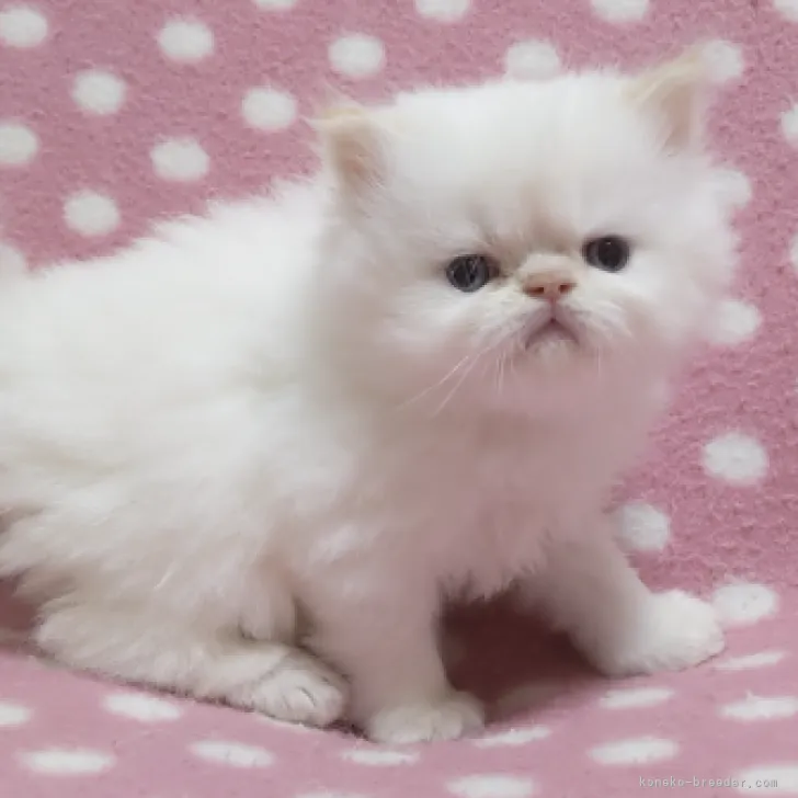 ID:2303-02141の子猫