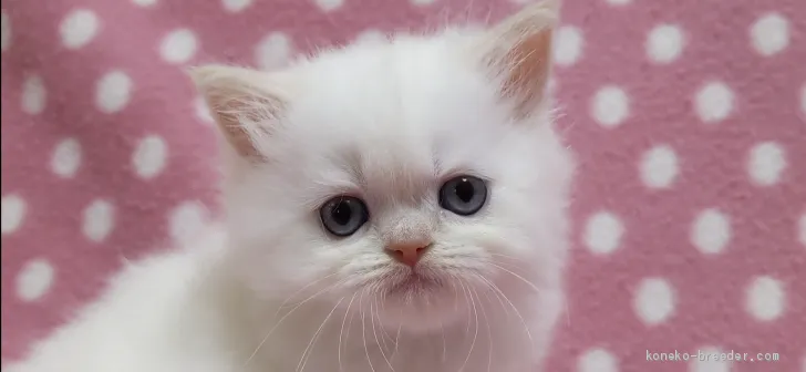 ID：2009-00560の子猫