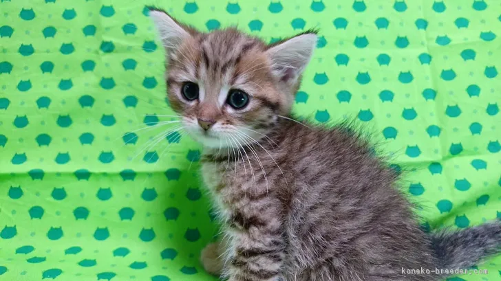 ID:1708-00666の子猫