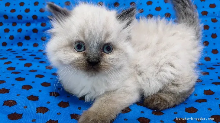 ID:1804-00641の子猫