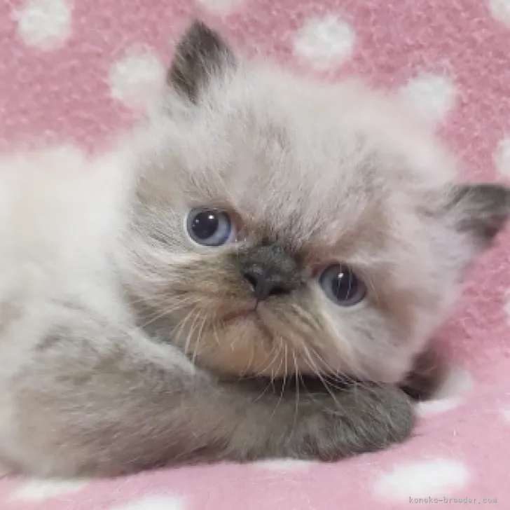 ID:2311-00964の子猫