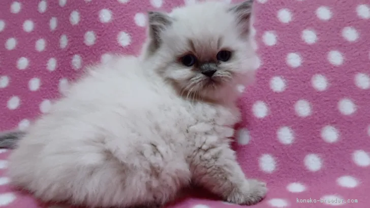 ID：1911-01783の子猫