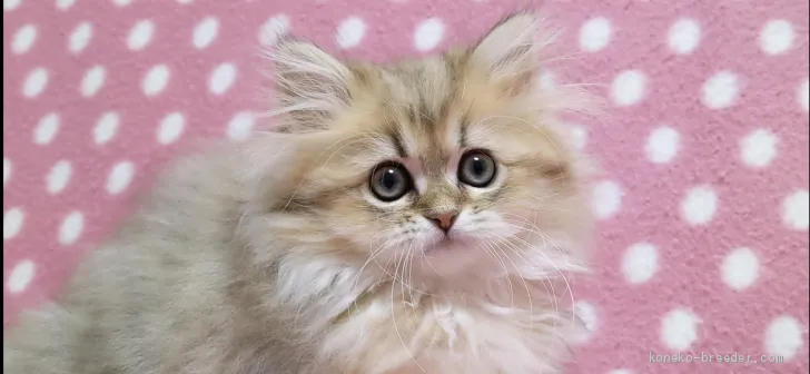 ID：2012-00545の子猫