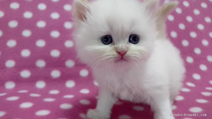 ID：1802-00894の子猫