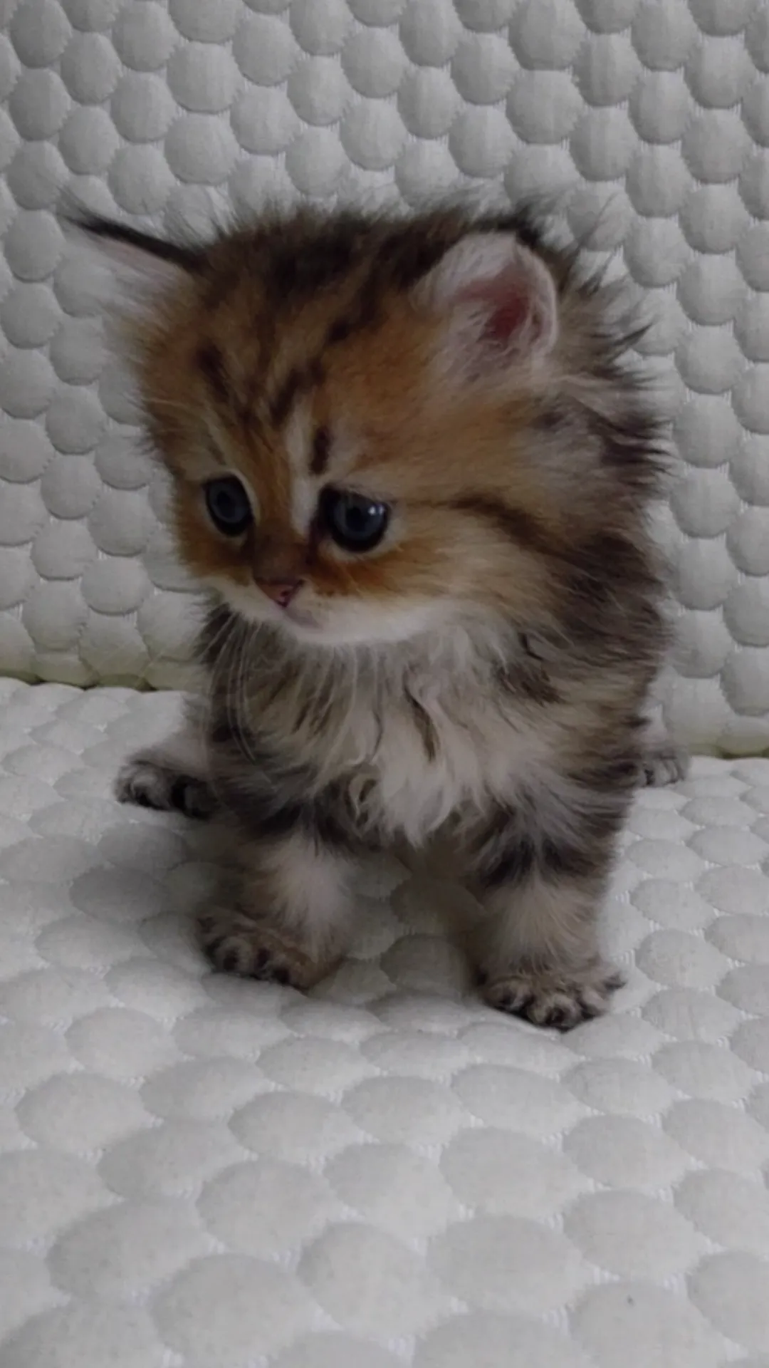 ID:1610-00889の子猫