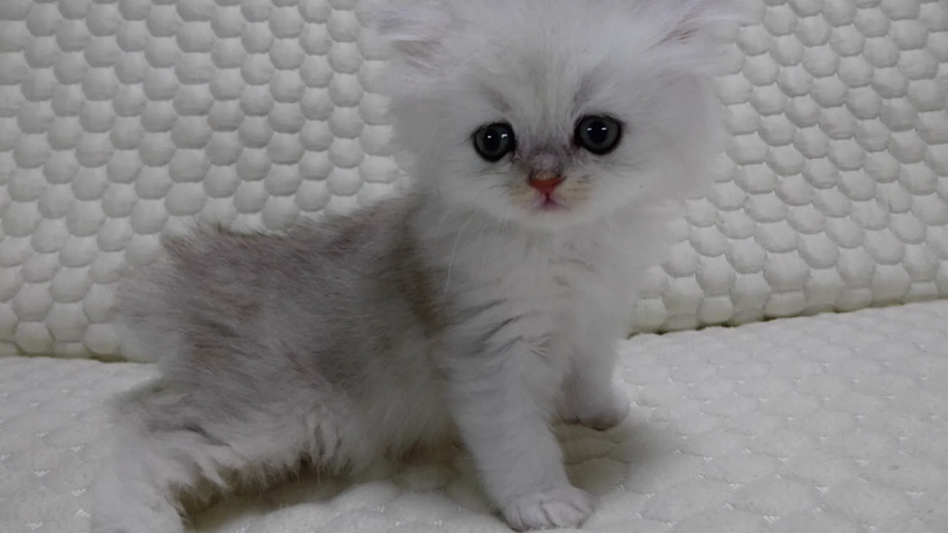 Elsa 様のお迎えした子猫