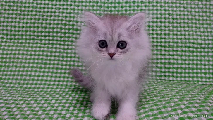 ID：1705-01370の子猫