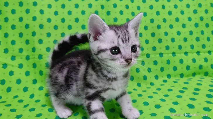 ID：1704-00862の子猫