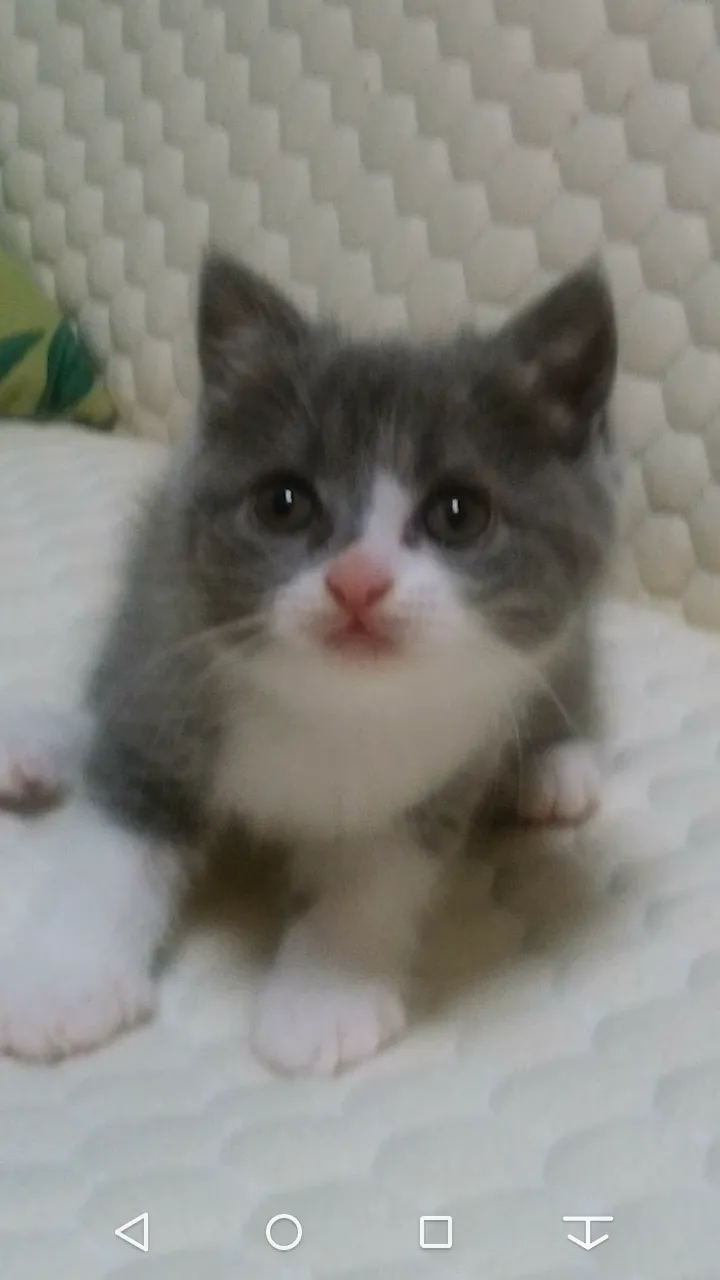 ID:1610-00285の子猫
