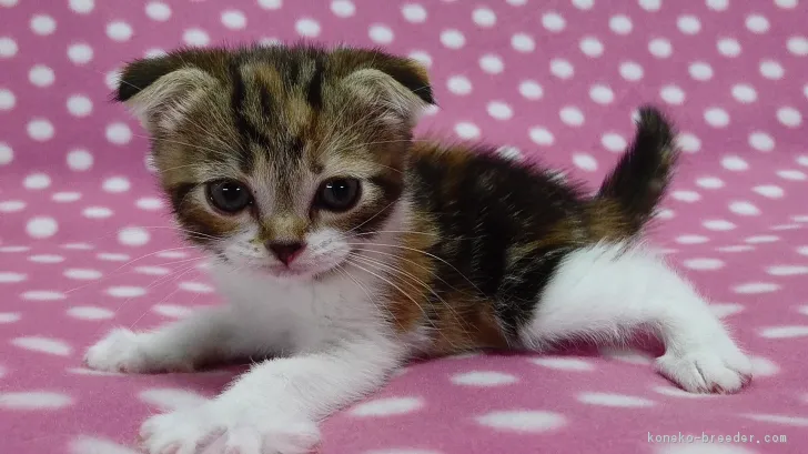 ID：1702-00584の子猫