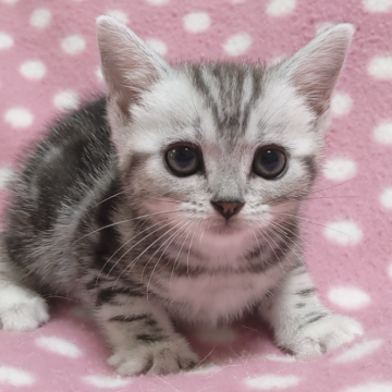 アメリカンショートヘア【愛知県・女の子・2024年7月2日・シルバータビー】の写真「優しくて大人しめの気品ある美人さん♪」