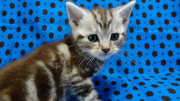 アメリカンショートヘア【愛知県・男の子・2017年3月17日・シルバータビー】の写真「お顔が大きめの男の子♪」