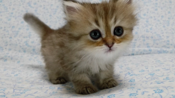 ペルシャ(チンチラ)【愛知県・女の子・2017年4月10日・シェーデッドゴールデン】の写真「パッチリおめめのの女の子♪」