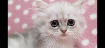 ペルシャ(チンチラ)【愛知県・女の子・2021年7月16日・シェーデッドシルバー】の写真「上品な顔立ちの優しい女の子♪」