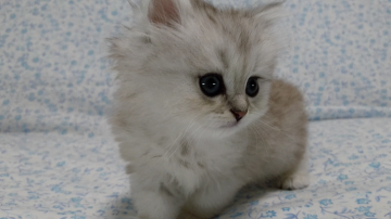 ペルシャ(チンチラ)【愛知県・女の子・2017年4月10日・シェーデッドシルバー】の写真「もふもふの女の子♪」